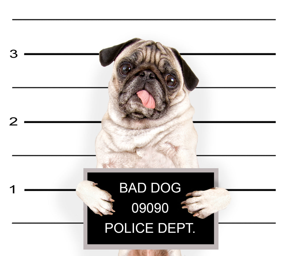 Bad to the Bone