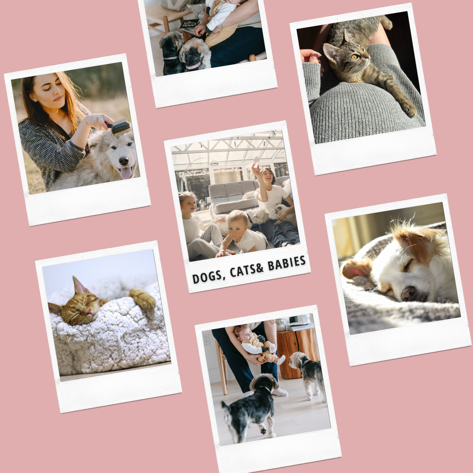 Dogs, Cats and Babies