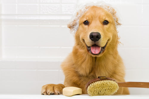 Signs that Show You are Obsessed With Your Dog!
