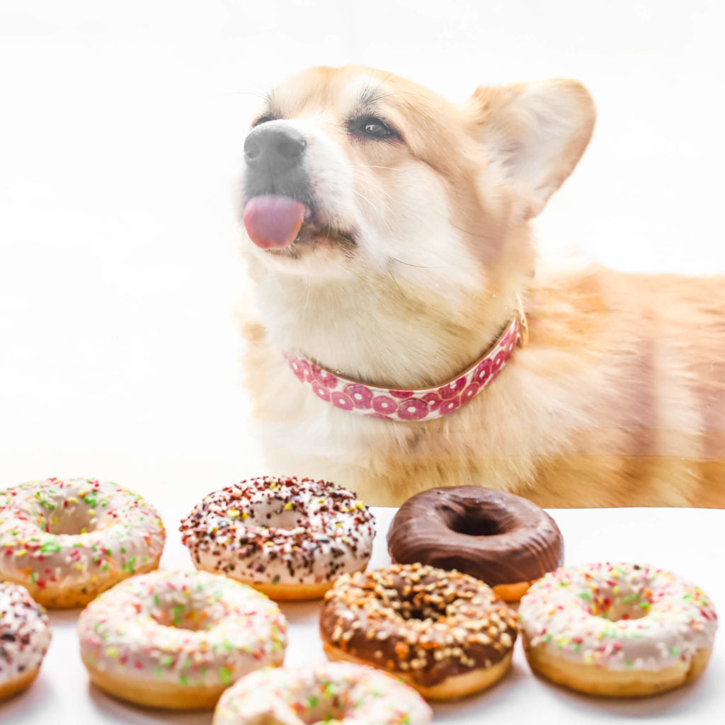 Dogs & Donuts