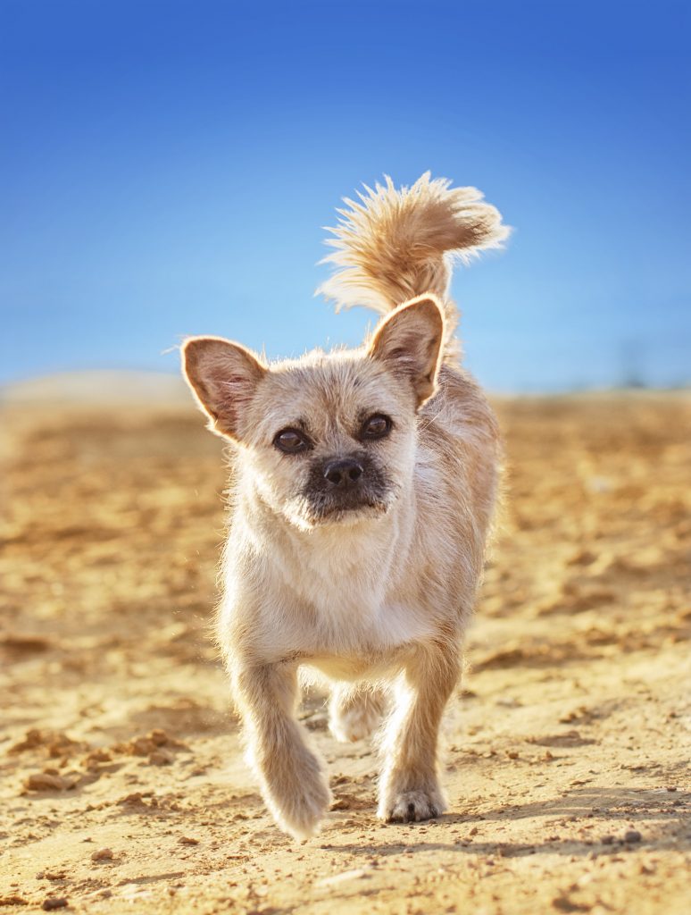 Finding Gobi Giveaway Winners!