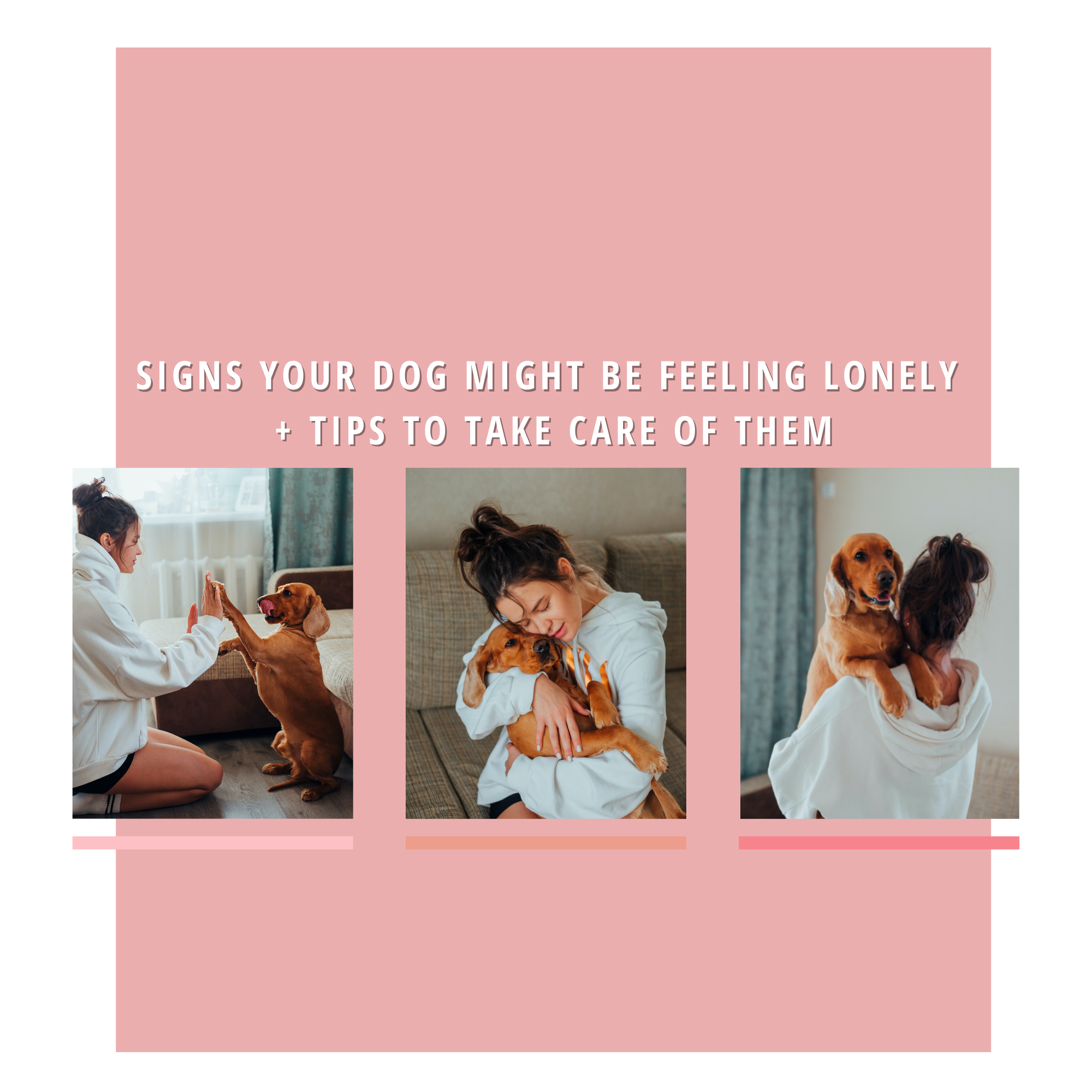 Signs Your Dog Might Be Feeling Lonely + Tips to Take Care of Them
