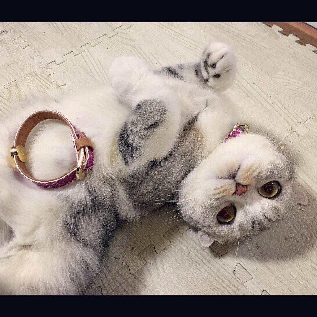 Hanna Kitty