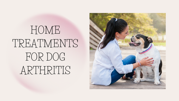 Caring for Your Canine Companion: Home Treatments for Dog Arthritis
