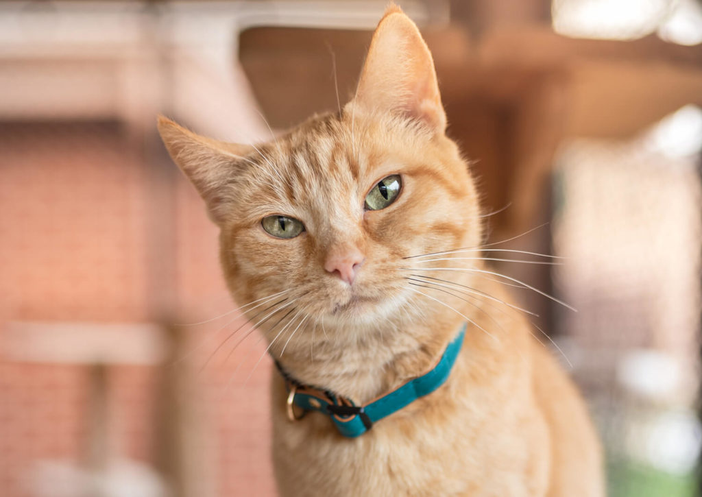 IndyHumane in Indianapolis