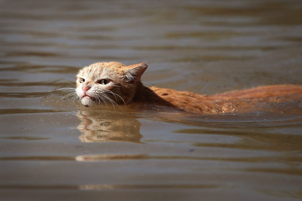 Inspiring pet stories from Hurricanes Harvey & Irma