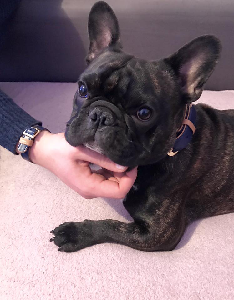 Mikael & Looper