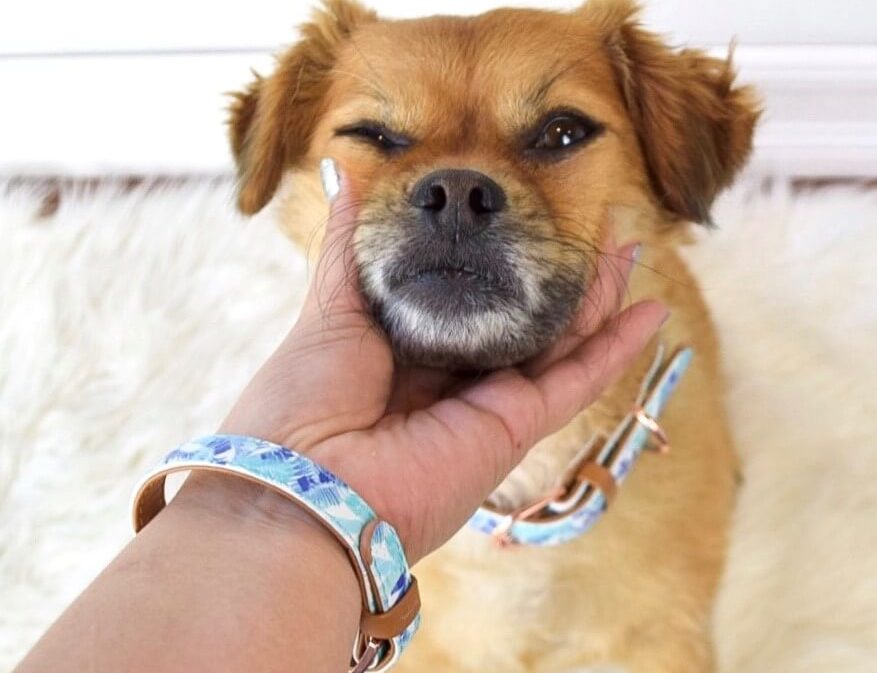 FriendshipCollar Reps: Mushu & Tracy