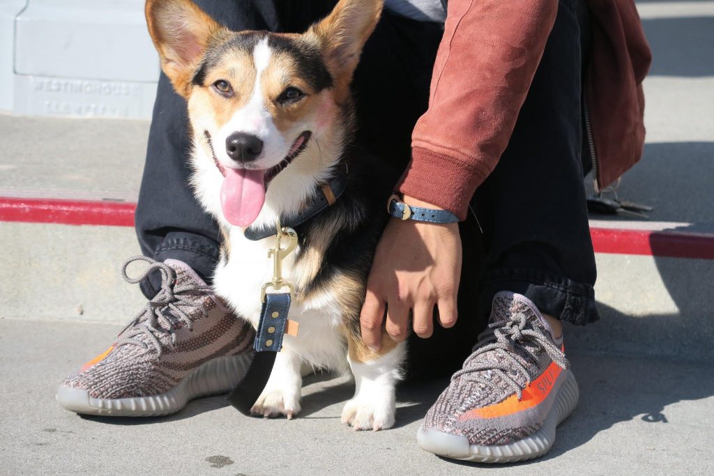 Pavlov & Anthony