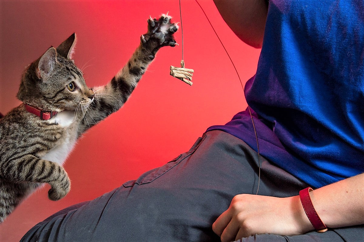 Perry's Place Cat Rescue