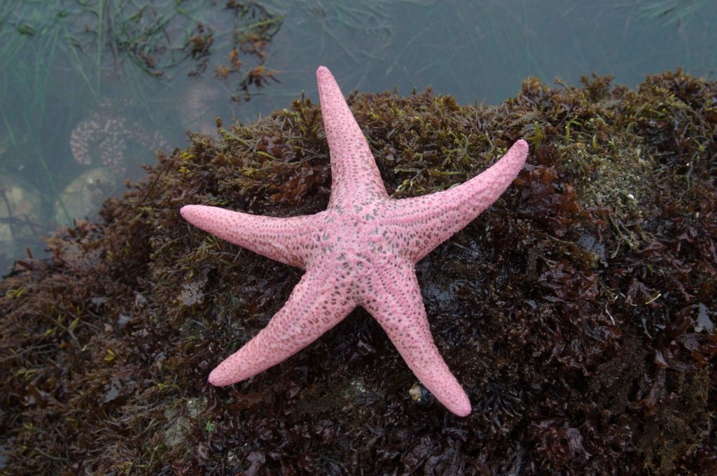 Tickled Pink in the Animal World