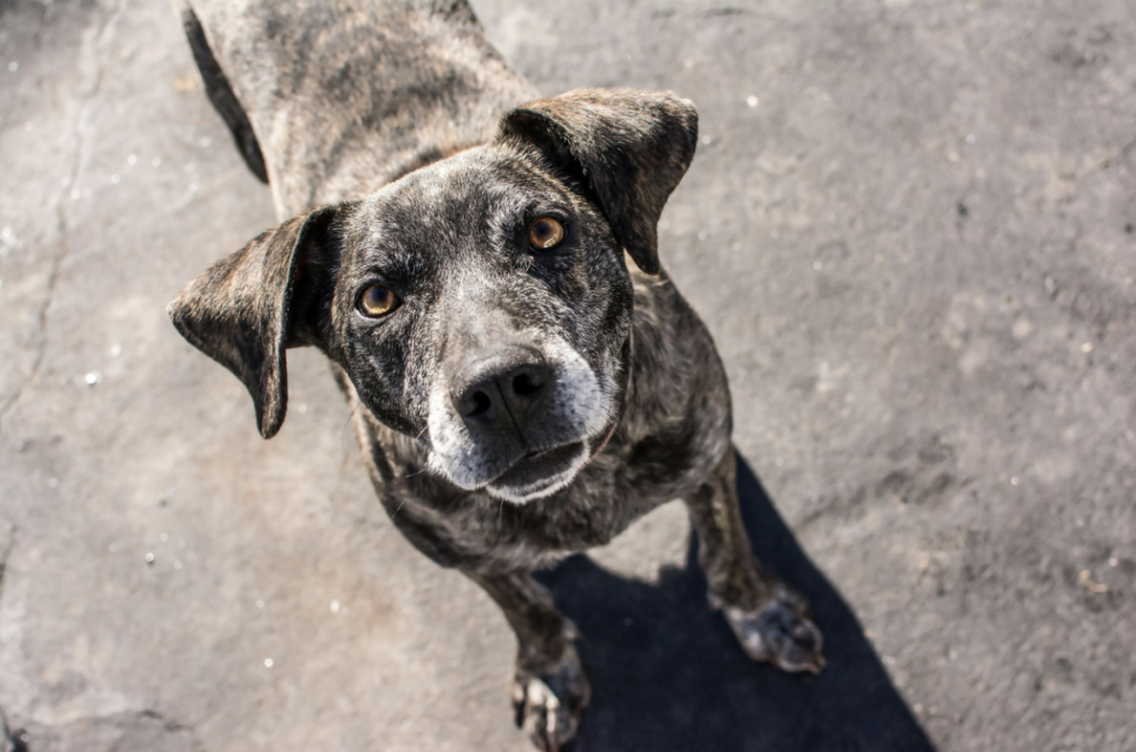 Awesome Paws Rescue in Buffalo NY
