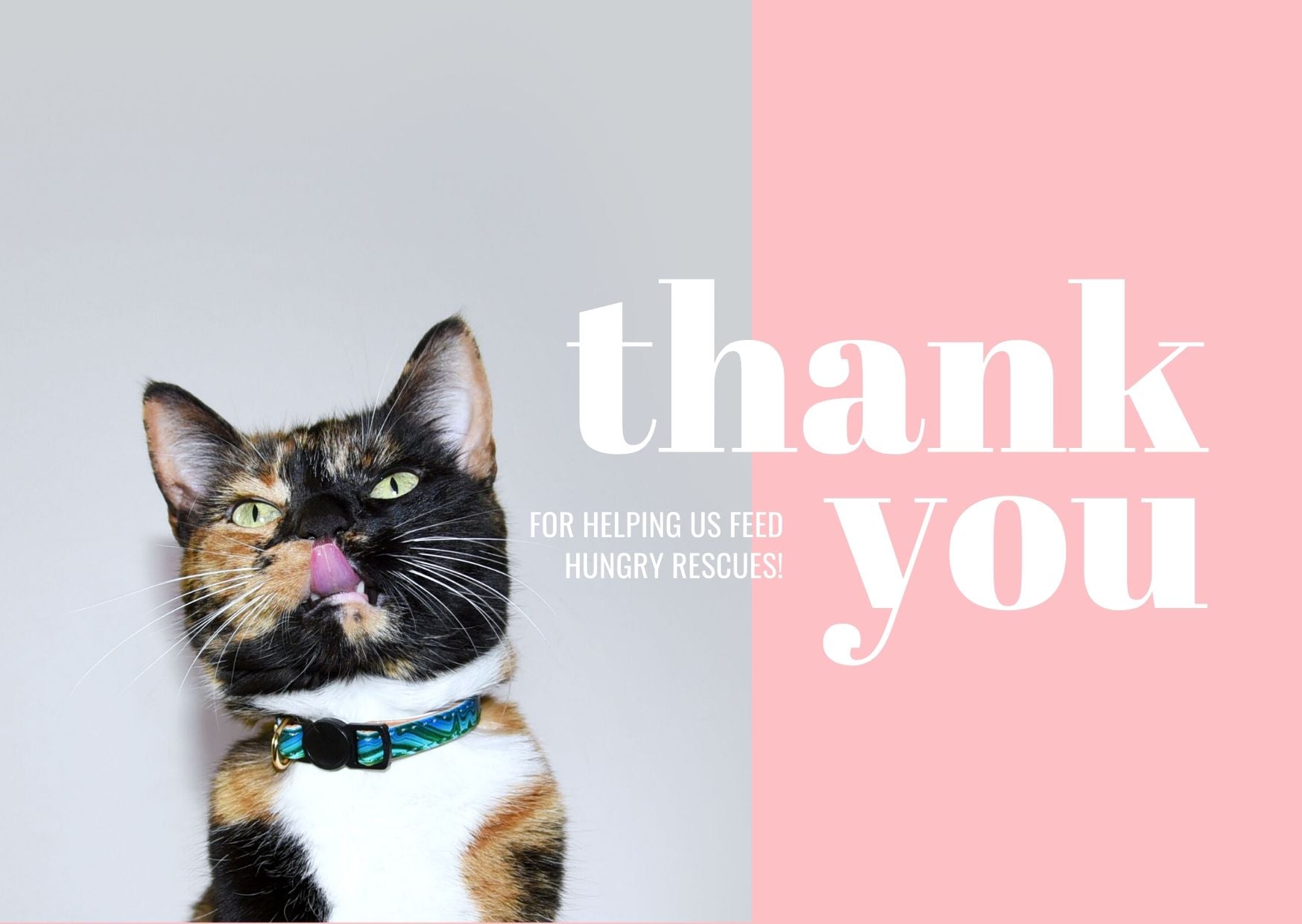 With your help, we fed these cute cats!