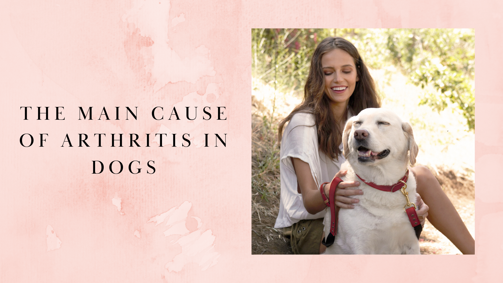 Uncovering the Culprit: The Main Cause of Arthritis in Dogs