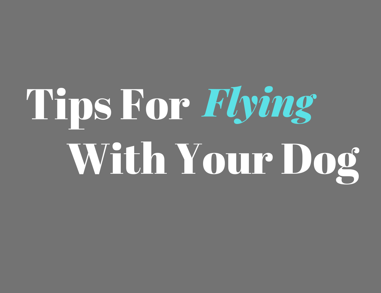 7 Tips For Flying With Your Dog
