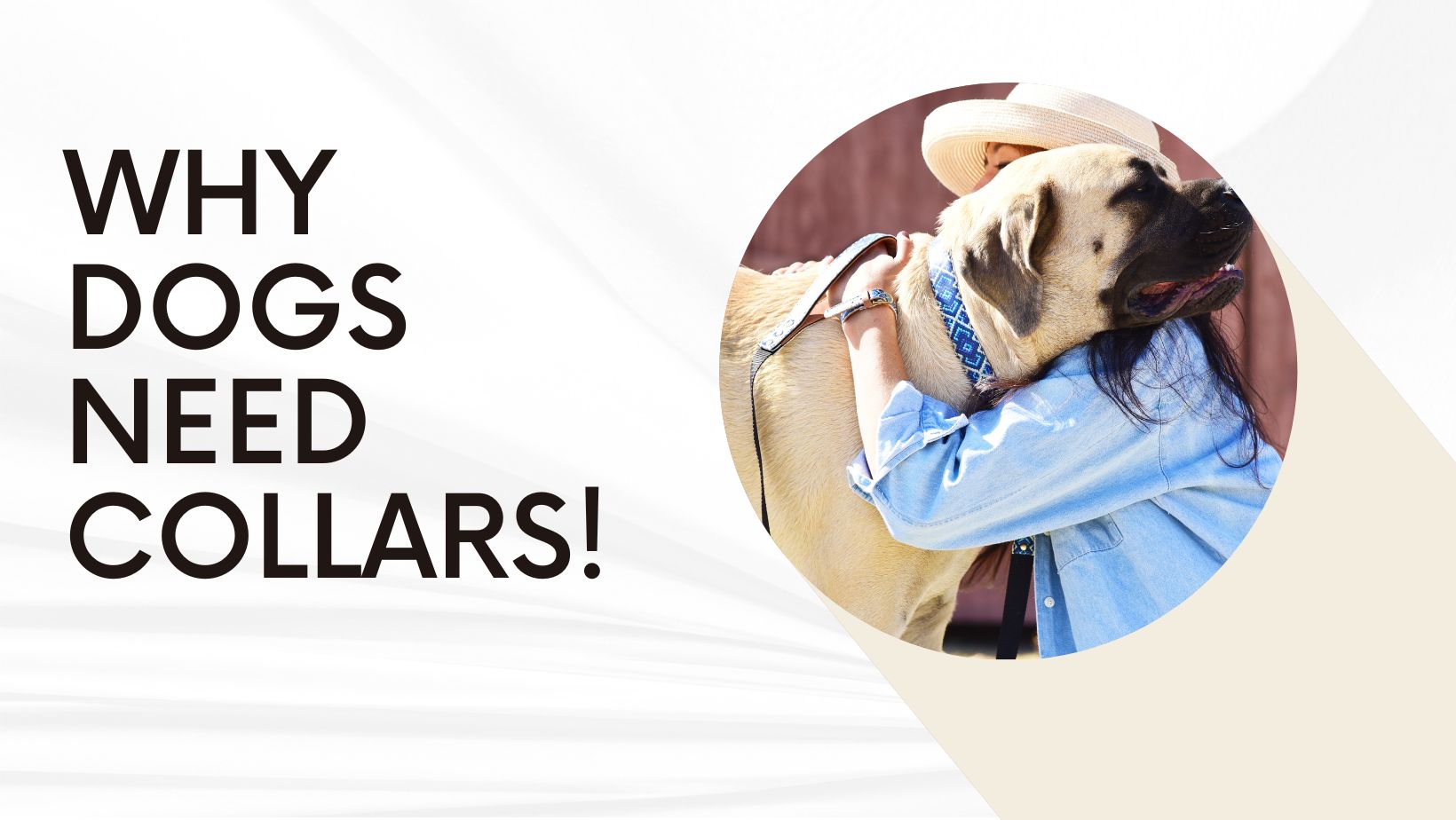 Why dogs need collars!