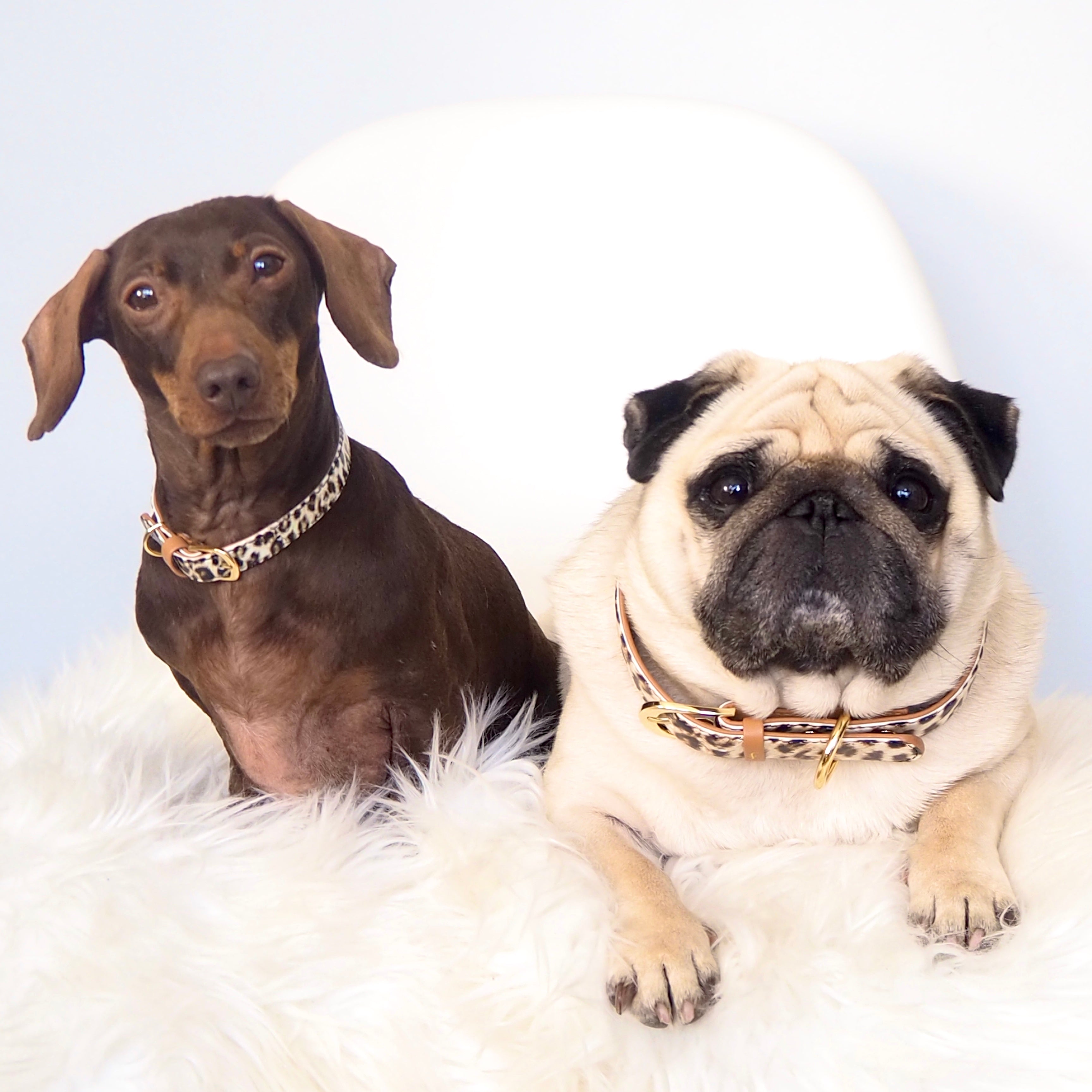 Charlie, Pops, & Puggy