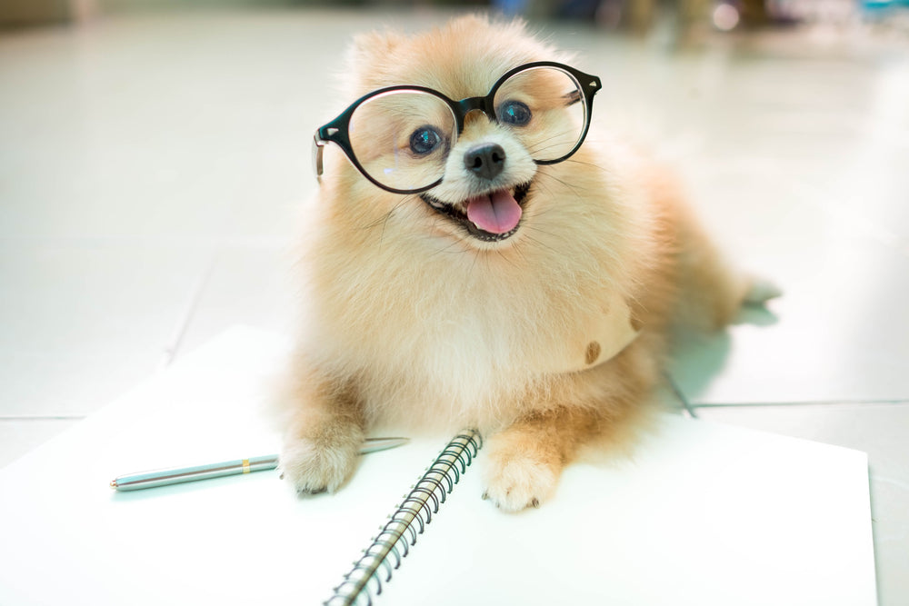 Workin' Like a Dog