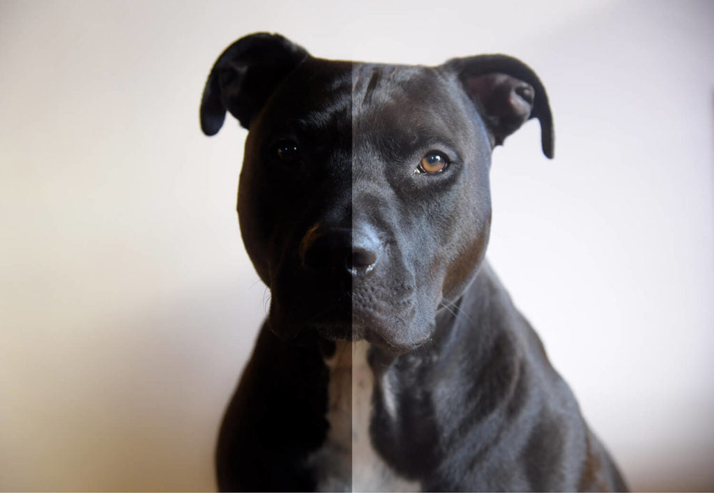 Photographing FriendshipCollar: Dark Coats and Fluffy Challenges