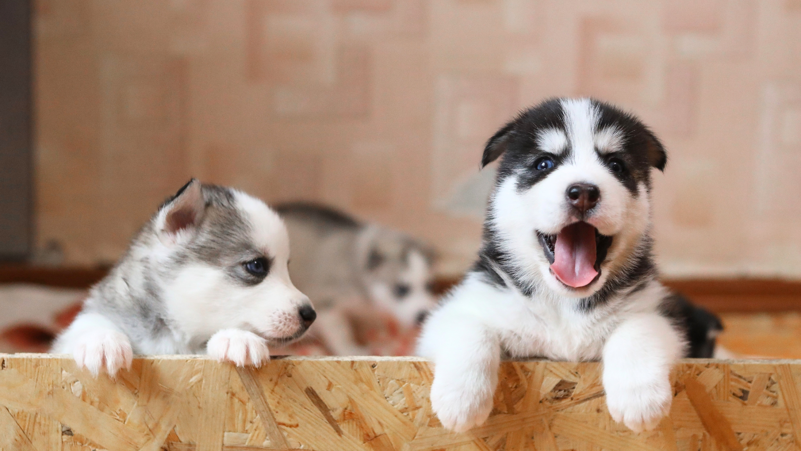 The Canine Countdown: How Long Are Female Dogs Pregnant?