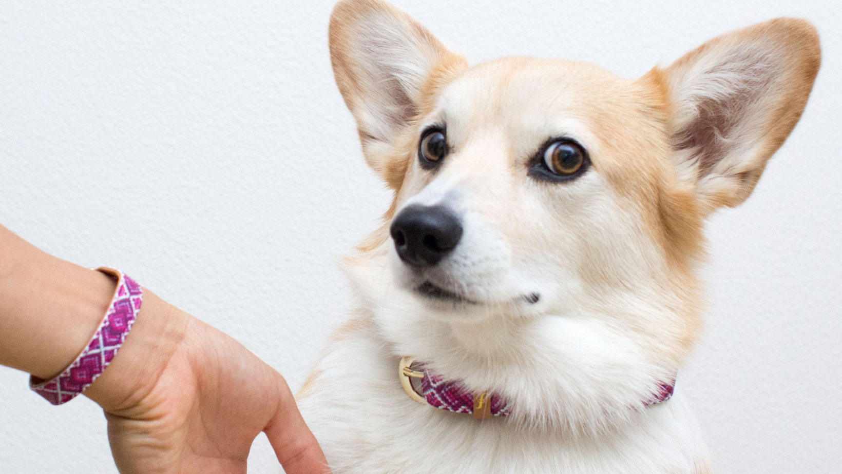 Why Are Dogs' Noses Wet? Sniffing Out the Mystery!
