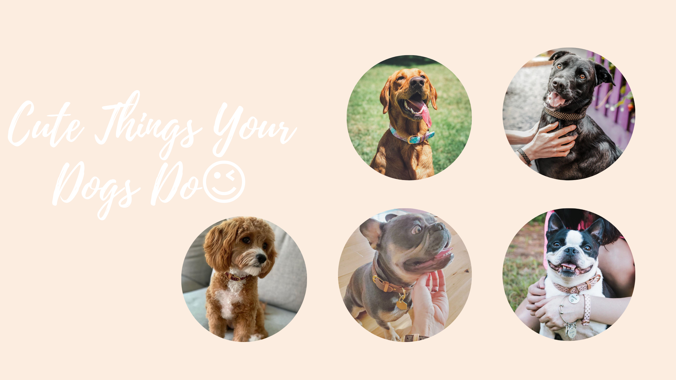Cute things your dogs do!😉