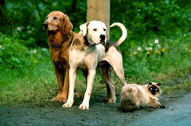 The Dogs Who Shaped Us