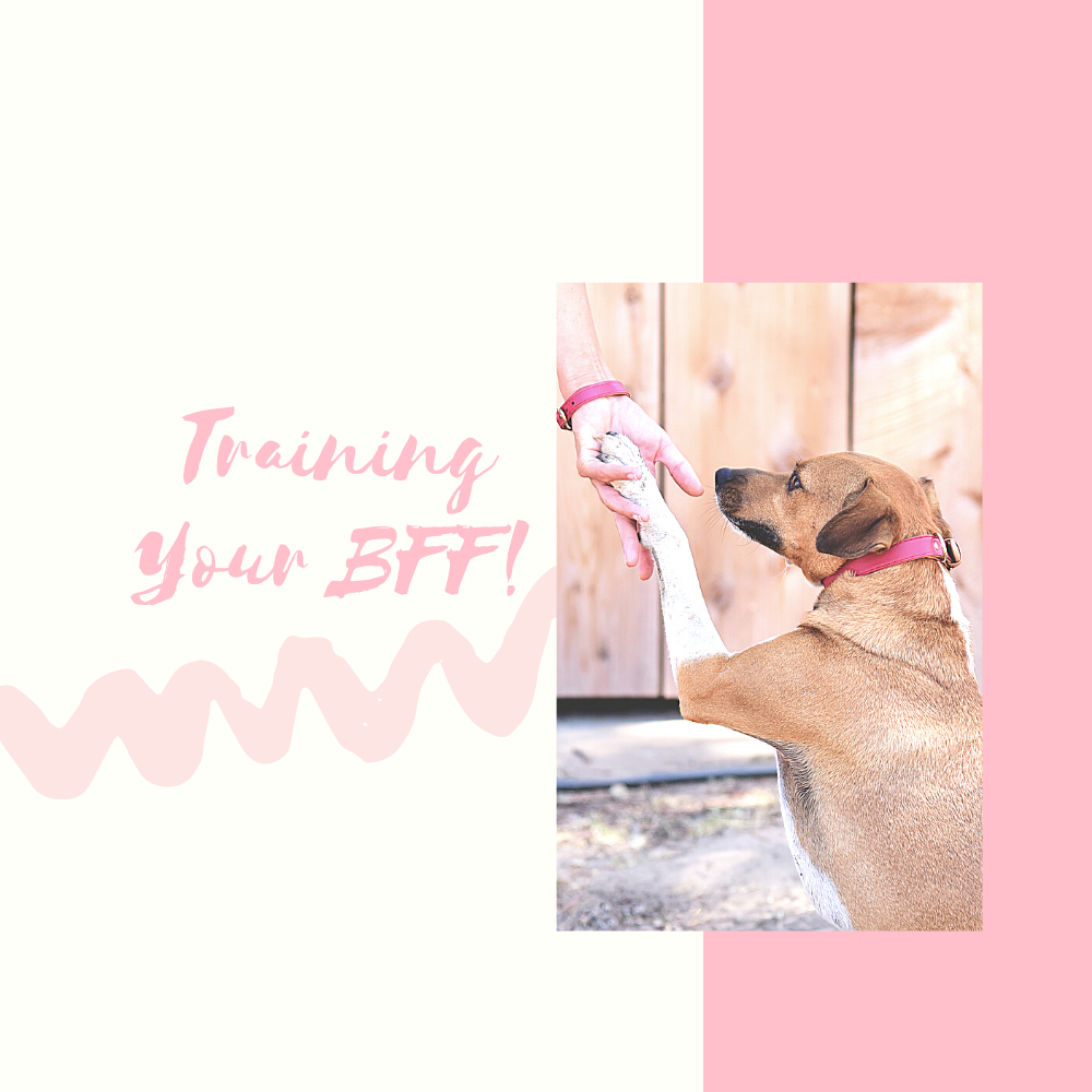 Training your BFF!