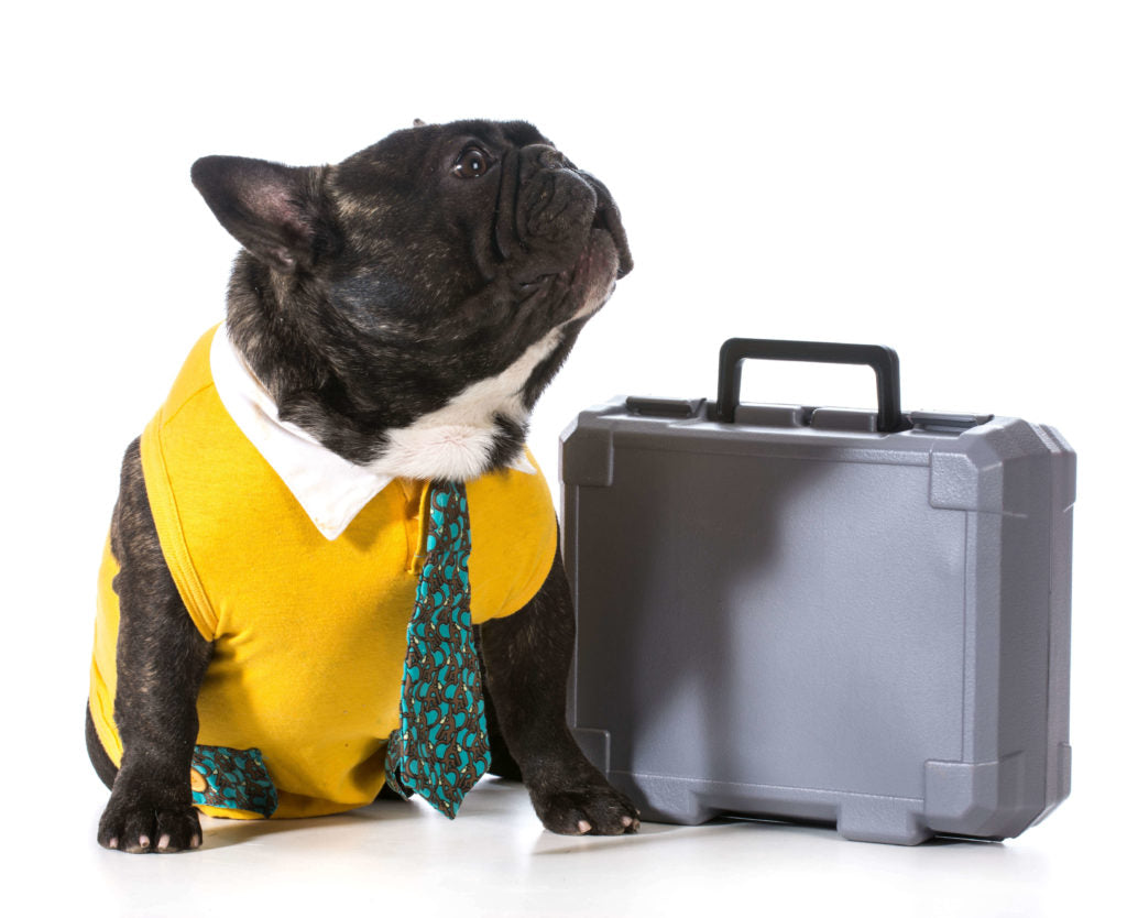 Dream Jobs That Have the Cutest Coworkers