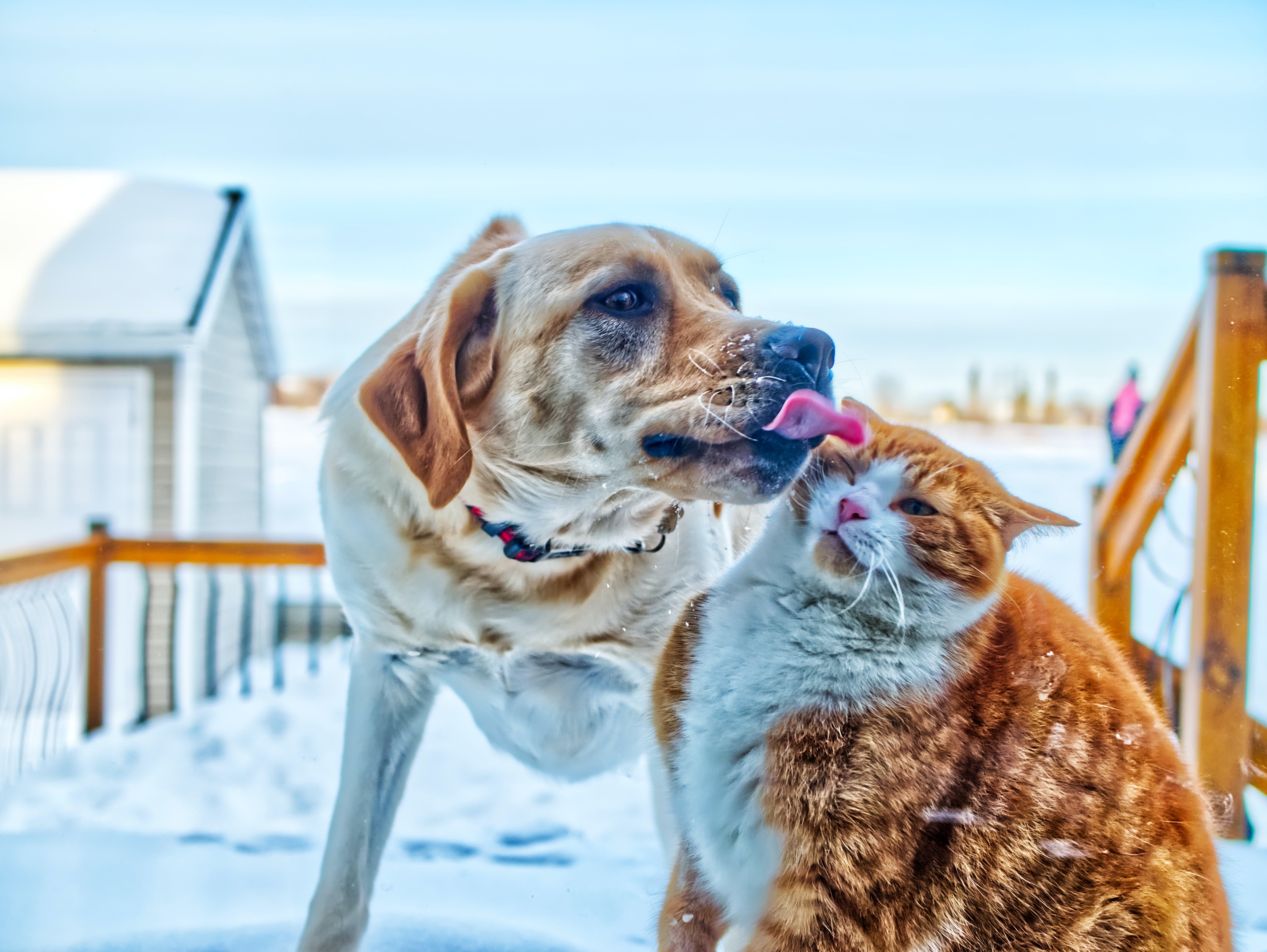 Introducing a New Dog into a Multi-Pet Household