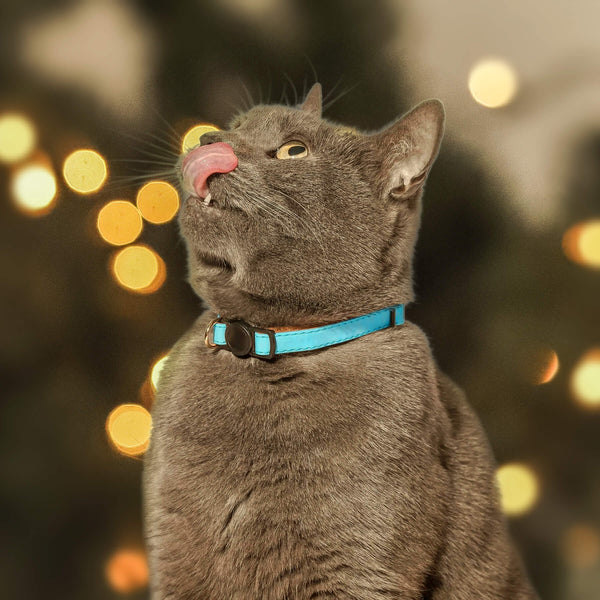 Cat Friendship Collars Cat Collars Friendship Collar USA