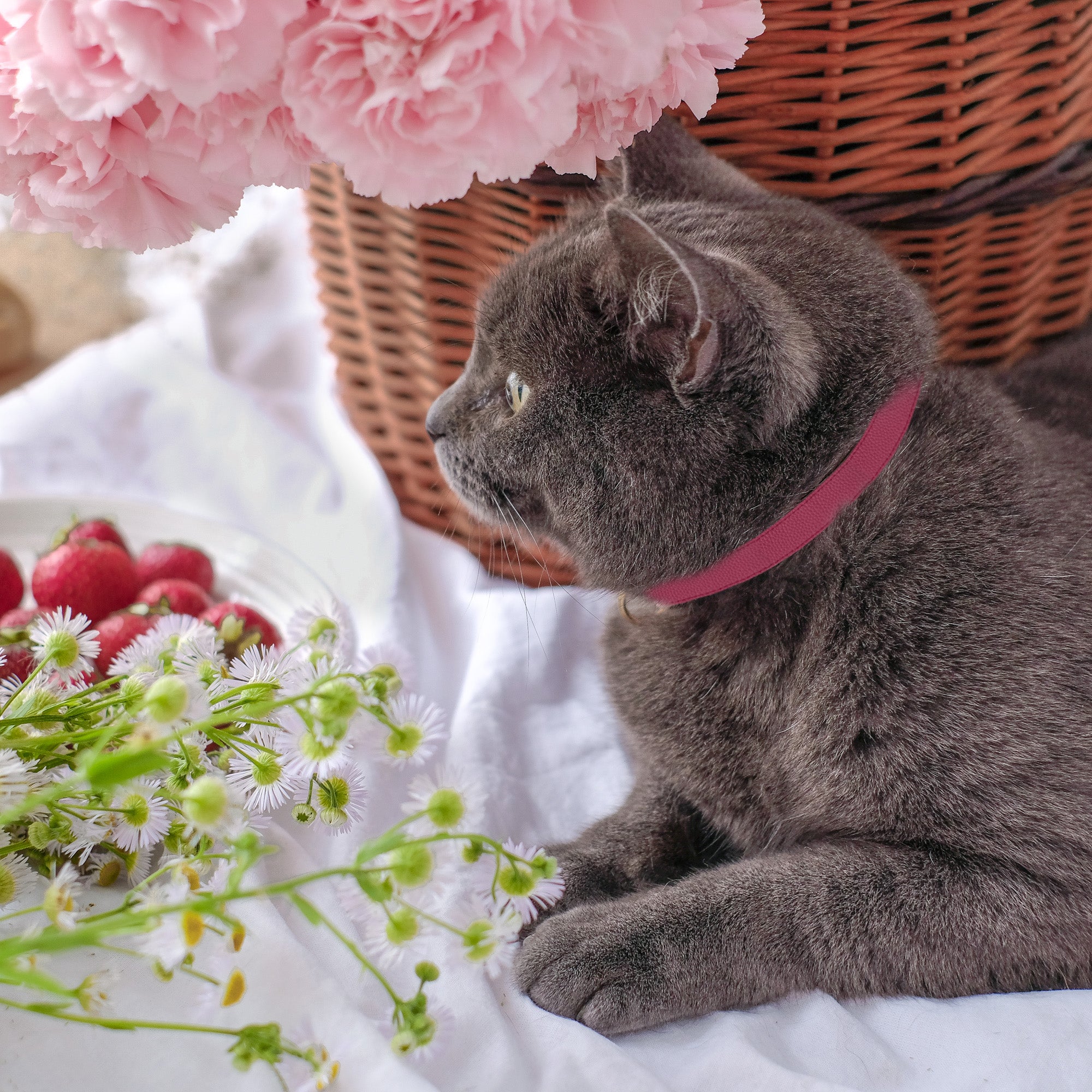 Raspberry Crush - Cat