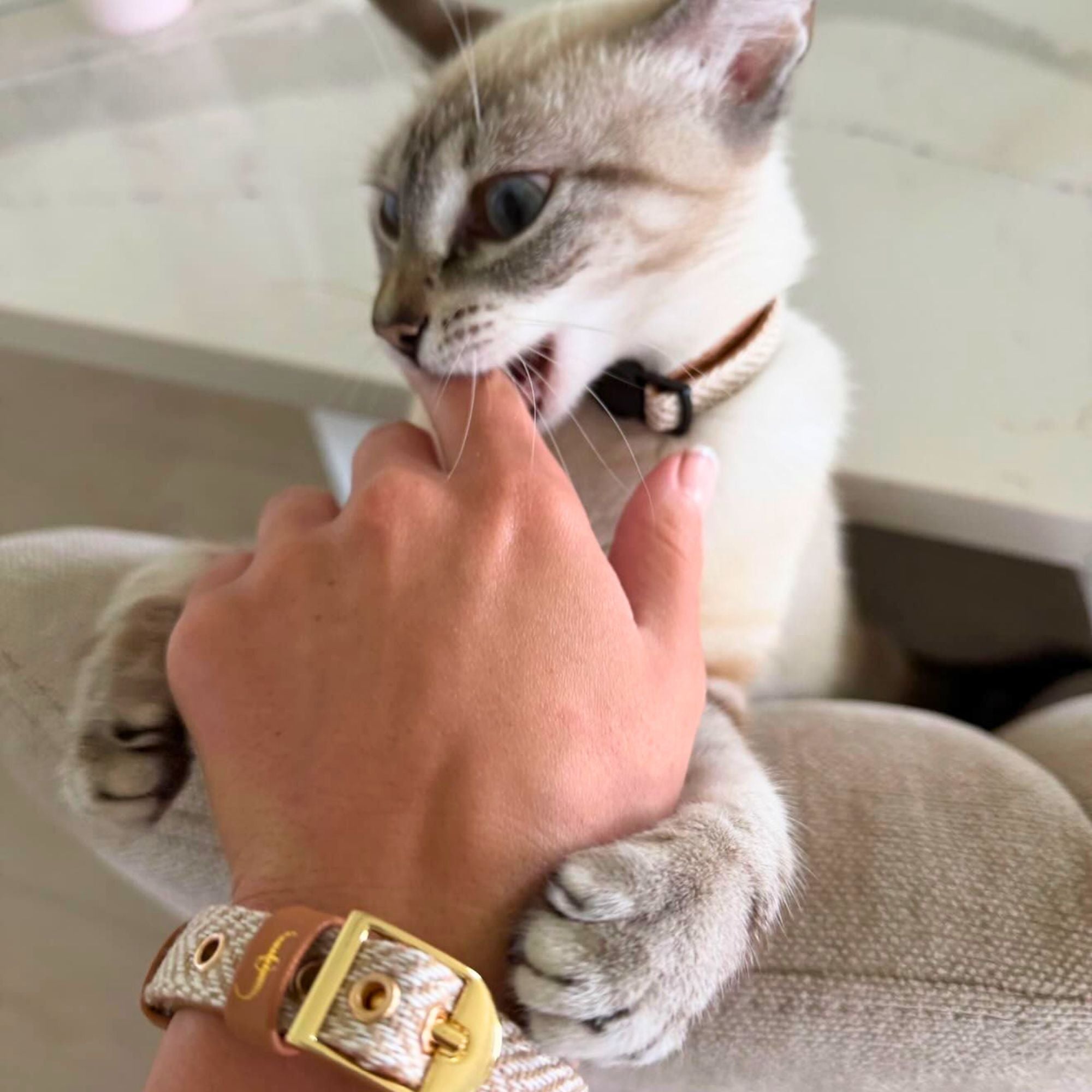 Herringbone Classic - Sand Dune - Cat