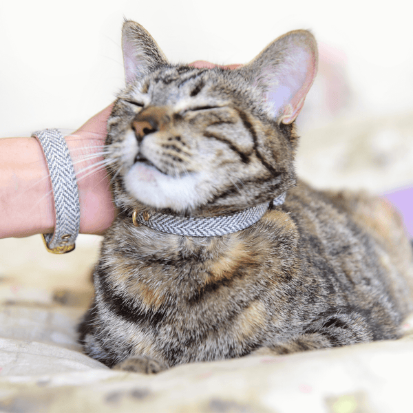 Cat friendship outlet collar