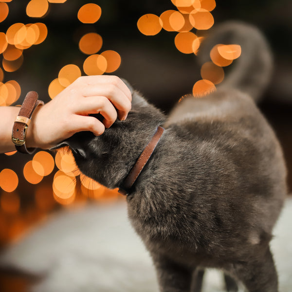 The Bandana Classic Cat Friendship Collar – ArgusCollar