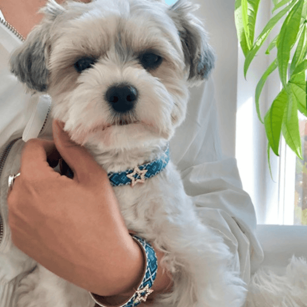 Friendship Bracelet Matching Dog And Human Bow Ties Star Charm Set