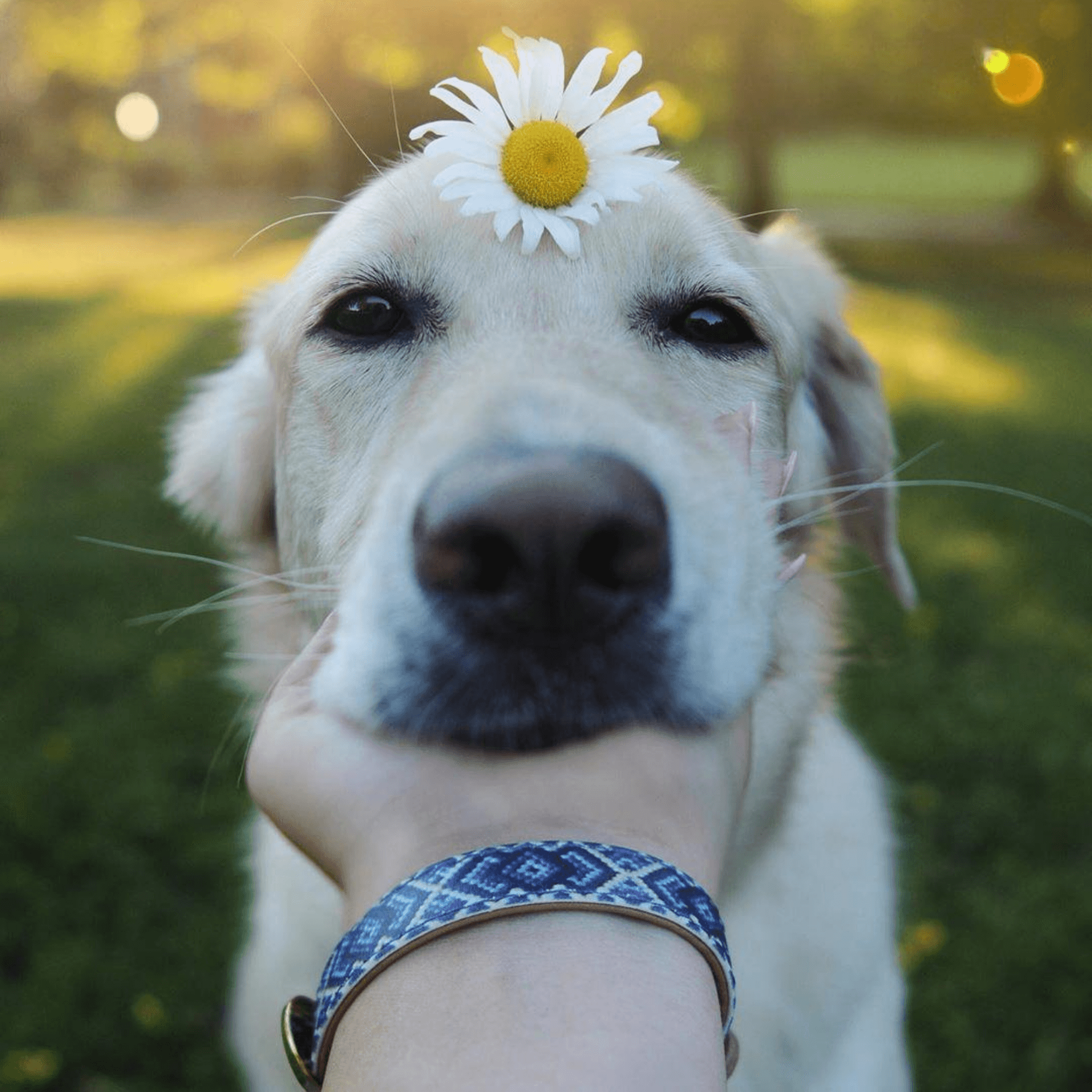 Extra Bracelet for The Mucky Pup & Mr Purrfect