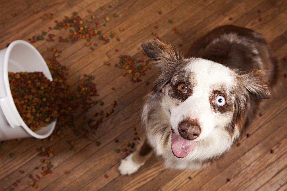 6 Things Only Dogs Get Away With