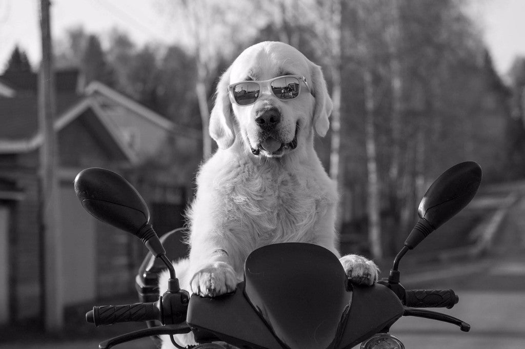 7 Reasons Why Dogs Are Better than Humans