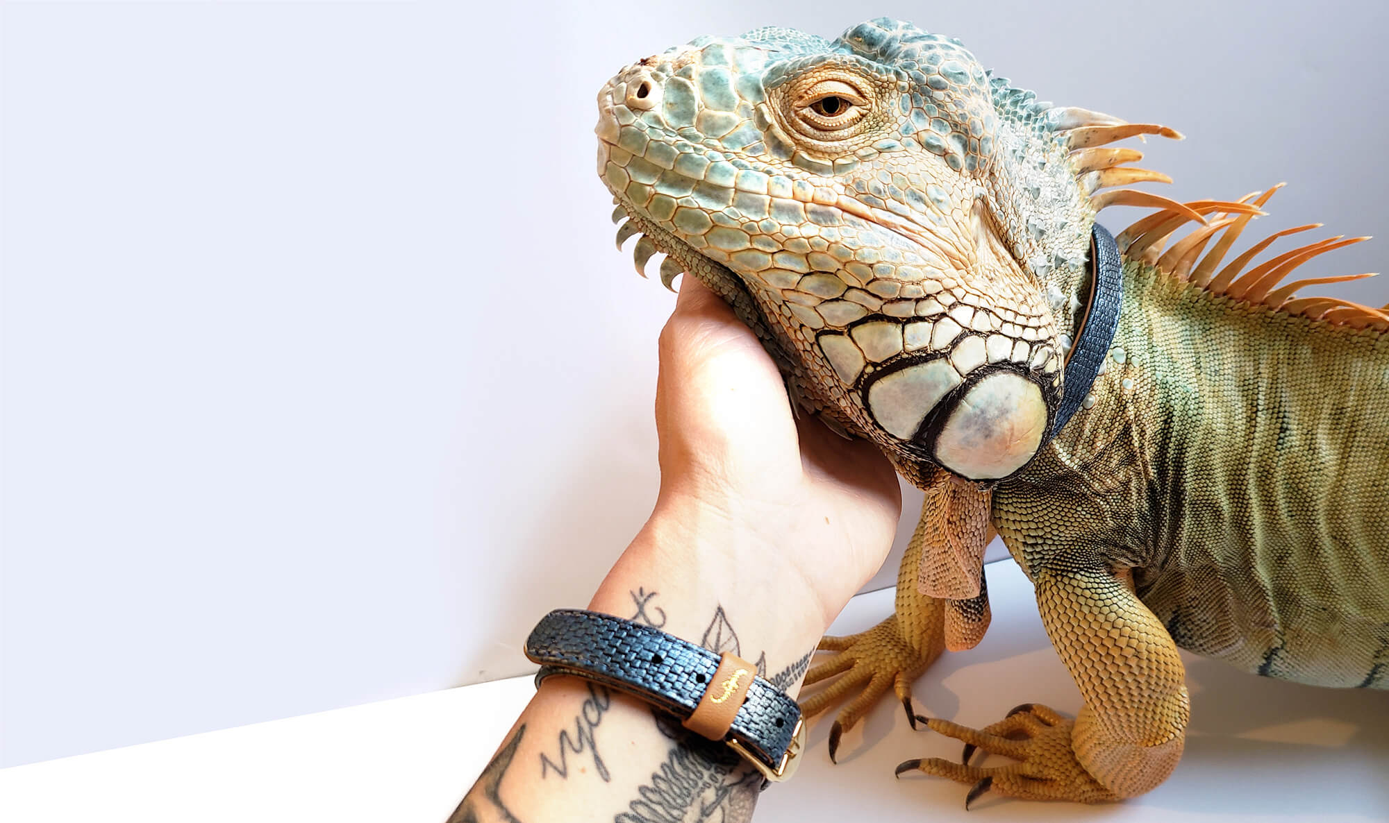 Lorren & Blue the Green Iguana