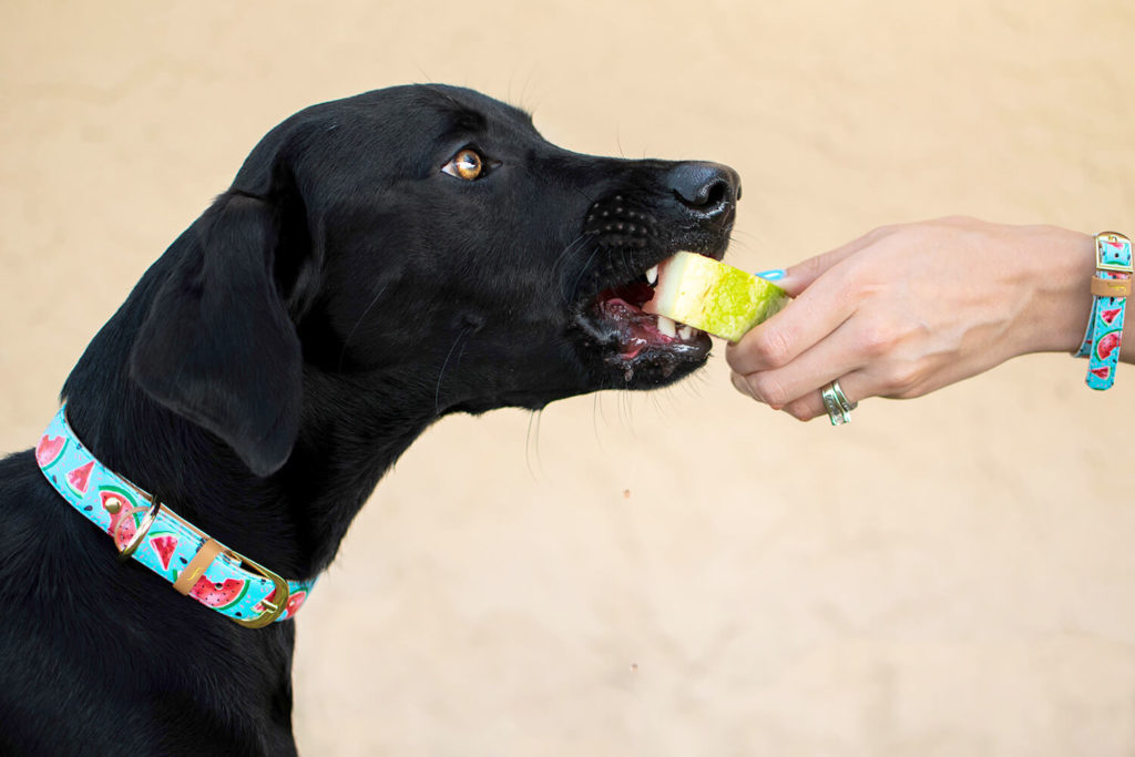 FriendshipCollar Reps: Ally & Riley