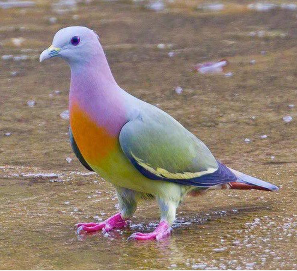 Animals of the Rainbow