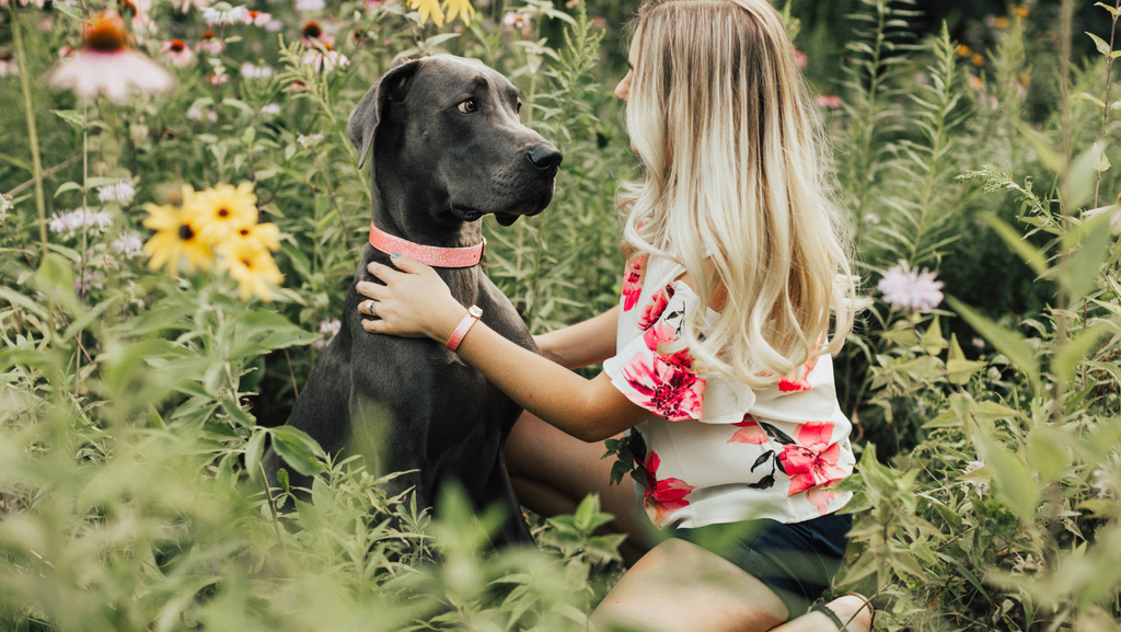Matching dog and owner collars 2025