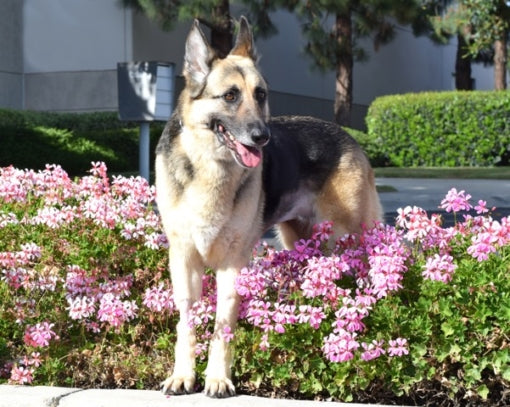 Coastal German Shepherd Rescue - San Diego
