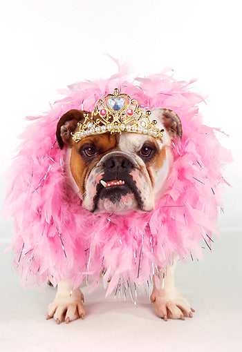 Celebripups: An Inside Look at Celebrities’ Pampered Pooches