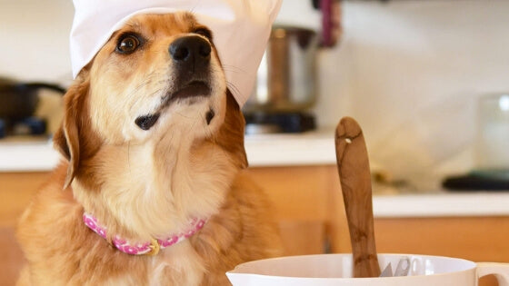 Doggy Donut Recipe