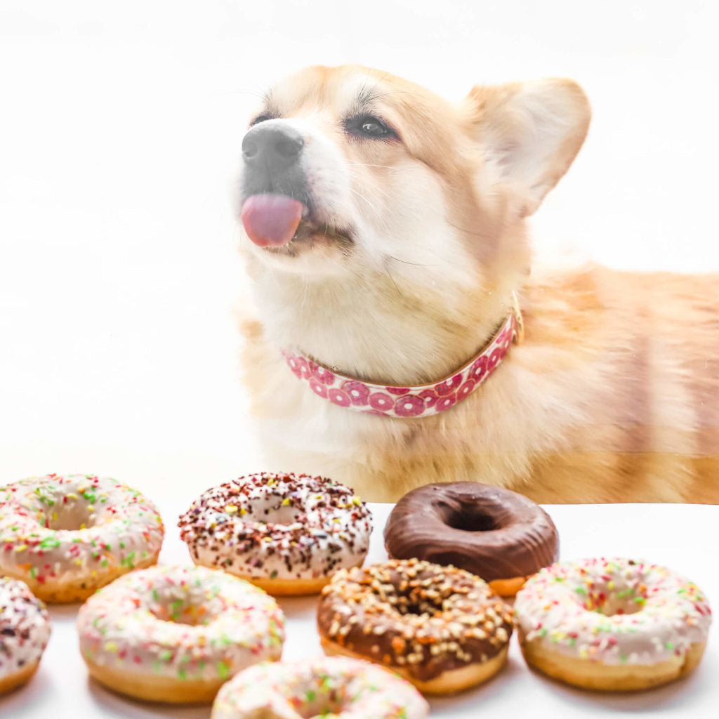 can dogs die from eating donuts