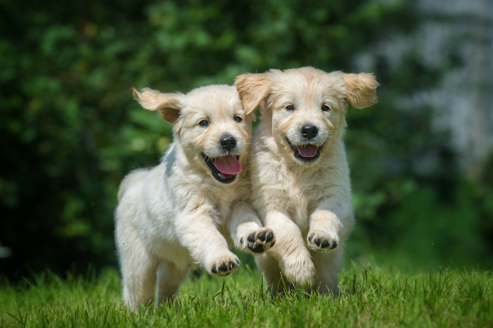 What's Your Pawsonality?