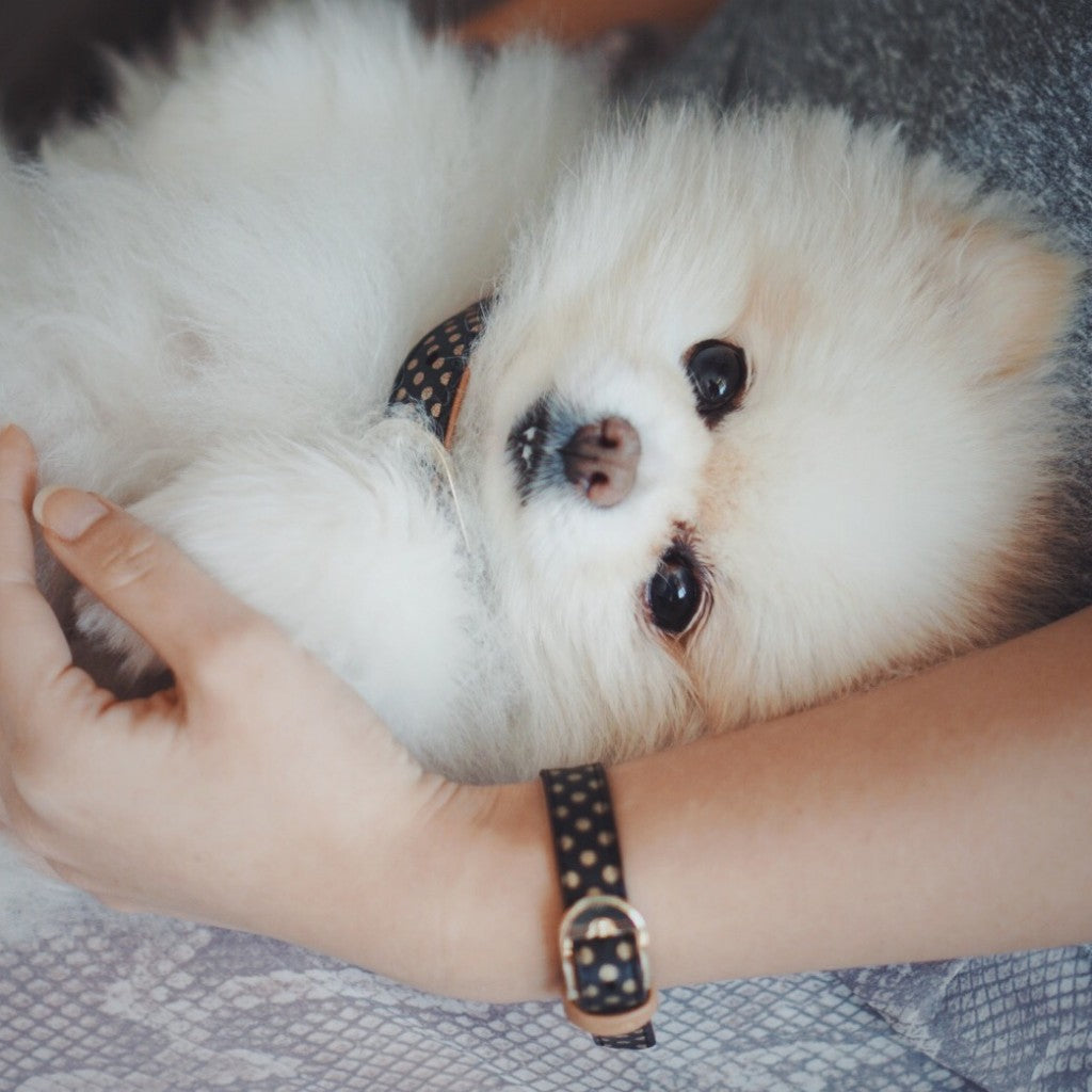 Pica The Pom