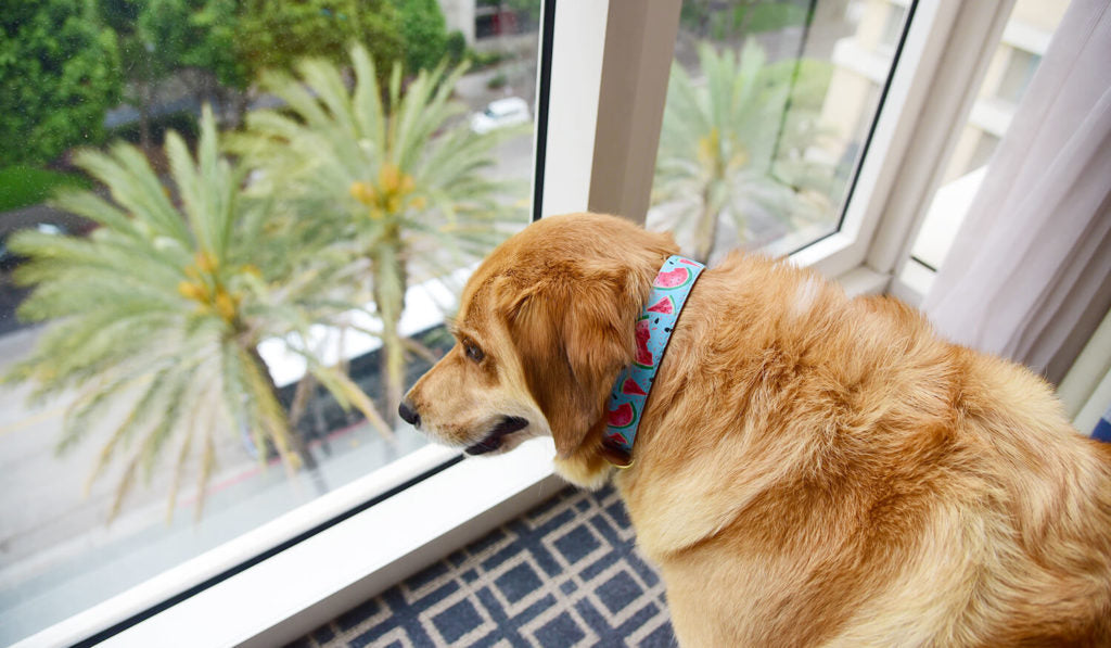 FriendshipCollar Goes to PetCon in LA